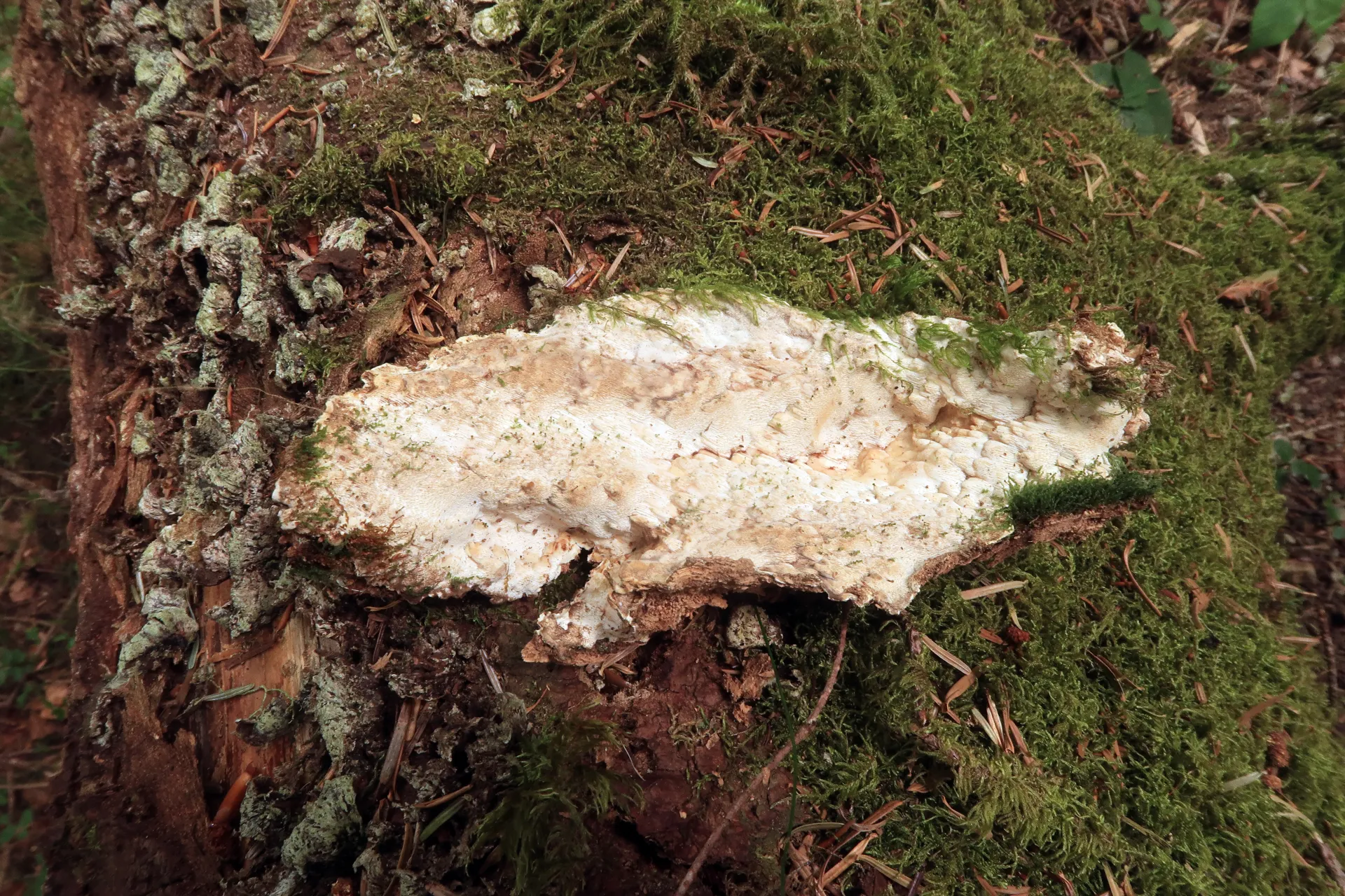 Rigidoporus crocatus - 1 - IMG_8825